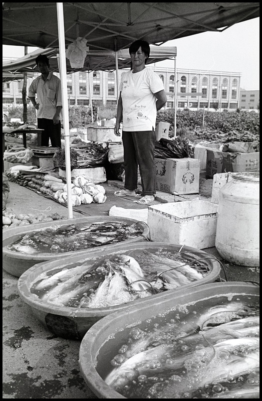 ©copyright Marco Giardini